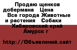 Продаю щенков добермана › Цена ­ 45 000 - Все города Животные и растения » Собаки   . Хабаровский край,Амурск г.